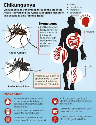 Penyakit chikungunya dan cara pengobatannya